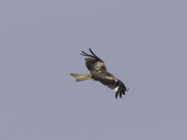 Rode wouw (Milvus milvus)